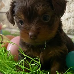 Yorkshire Terriers from Yorkies by the Pound