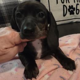 Juliette - Black female Dachshund puppy in Acworth, Georgia from Real Life Pupps LLC