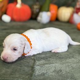 Wyatt - Dapple male Dachshund puppy in Lincoln, Arkansas from Red Dirt Dachshunds