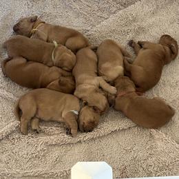 Golden Retriever puppies from Sun Ridge Goldens