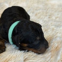 Pamela - Black and tan female Havapoo puppy in Olympia, Washington from Che Bella Amore Lagotti