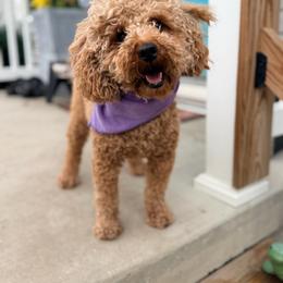 Goldendoodle puppies from The Golden Rule Doodles
