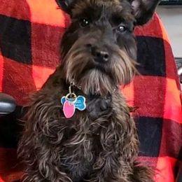 Miniature Schnauzers from Mary's Miniature Schnauzers