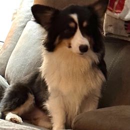 Rue - Pembroke Welsh Corgi