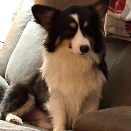 Rue - Pembroke Welsh Corgi