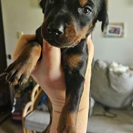 June - Black and rust female Doberman Pinscher puppy in Mount Orab, Ohio from Heyne Kennels