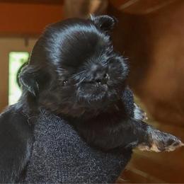 Chocolate Chip - Black and tan male Shih Tzu puppy in Nekoosa, Wisconsin from Brox Acres House of Fur LLC