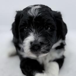 Luna - Black and white female Sheepadoodle puppy in La Plata, Maryland from Serenity Creek Doodles