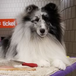 Shetland Sheepdog All Grown Up from Spring Valley shelties