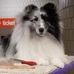 Shetland Sheepdog All Grown Up from Spring Valley shelties