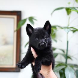 Axel - Black male German Shepherd puppy in Coarsegold, California from Yosemite Shepherds