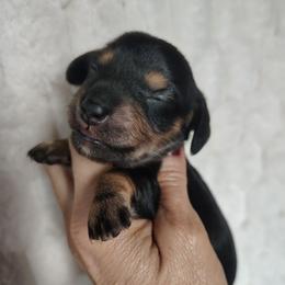 Girl 1 - Black and tan female Dachshund puppy in Clayton, Indiana from Love Struck Miniature Dachshunds