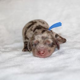 Flurry - Dapple male Dachshund puppy in Lebanon, Tennessee from TH&R Miniature Dachshunds