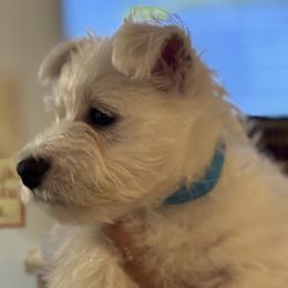 West Highland White Terrier Puppies from Amazing Grace Westies