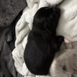 Pomeranian Puppies from Bella's Babies