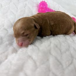 Anniekin - Red  female Poodle puppy in Florida from Adorable Toy-Miniature Poodles