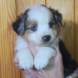Boy 1, Izzy - Blue merle male Miniature Australian Shepherd puppy in Hampton, Tennessee from TC Farms Stock Dogs - Miniature Australian Shepherds