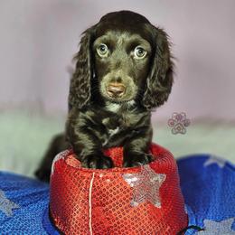 Rolo - Chocolate male Dachshund puppy in Grants Pass, Oregon from Treasure Dachshunds