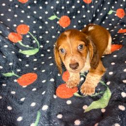Tommy - Piebald male Dachshund puppy in Lake City, Florida from My Ditzy Doxies of Florida