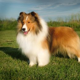 Shetland Sheepdog Puppies from Shalamar Shelties