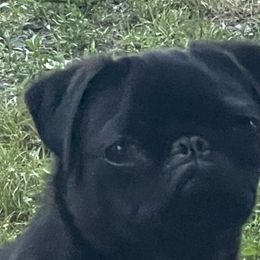 Baby - Pug