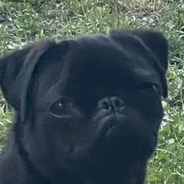 Baby - Pug