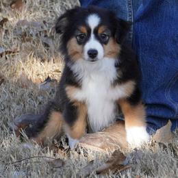 Black Tri Most Copper - Black tri female Miniature Australian Shepherd puppy in Lawton, Oklahoma from Lindsey’s Aussies
