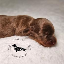 Pauly - Chocolate male Dachshund puppy in Modesto, California from Cabrera Family Kennels