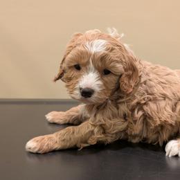 Venus - Apricot female Cavapoo puppy in Coshocton, Ohio from Forever Family Puppies