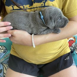 Boy 2 - Blue Weimaraner puppy in Huntingdon, Tennessee from Three Oak’s Kennel