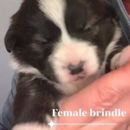 American Corgi and Pembroke Welsh Corgi Puppies from Morse Corgis