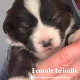 American Corgi and Pembroke Welsh Corgi Puppies from Morse Corgis