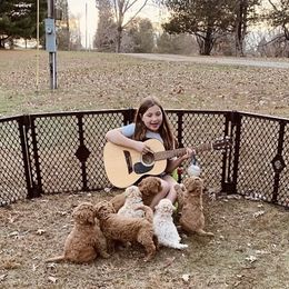 Bernedoodle and Goldendoodle Puppies from I Dream of Doodles