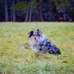 Amber - Miniature Australian Shepherd