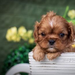 Cavalier King Charles Spaniel and Dalmatian Puppies from Cadence Hall