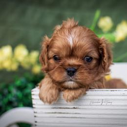 Cavalier King Charles Spaniel and Dalmatian Puppies from Cadence Hall