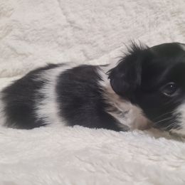 Papillon Puppies from Happy Paps