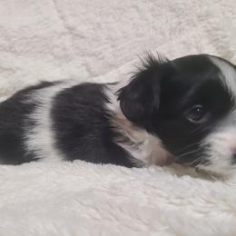 Papillon Puppies from Happy Paps