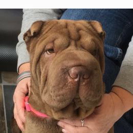 Kennedy - Chinese Shar-Pei