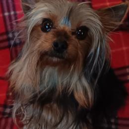 Trixie - Yorkshire Terrier