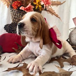 Harley - Lemon and white female Basset Hound puppy in Willow Spring, North Carolina from Blackberry Creek Basset Hounds