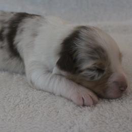Girl 4 - female Australian Shepherd puppy in Granville, Ohio from River Trails Aussies