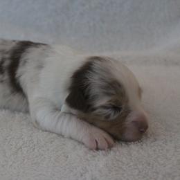 Girl 4 - female Australian Shepherd puppy in Granville, Ohio from River Trails Aussies