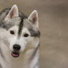 Storm - Siberian Husky