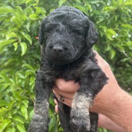 Maitake - Phantom male Poodle puppy in Arroyo Grande, California from Ever So Clever Poodles