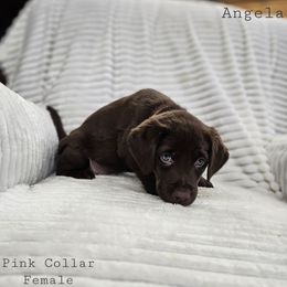 Angela - Chocolate female Labrador Retriever puppy in Boyd, Minnesota from Lindley Labradors