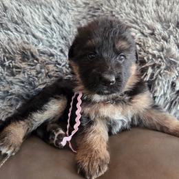 Dream - Black and red female German Shepherd puppy in Harvard, Illinois from Aus Dem Meer German Shepherds
