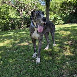 Olivia - Mantle merle female Great Dane puppy in Arlington, Texas from Scoober Danes