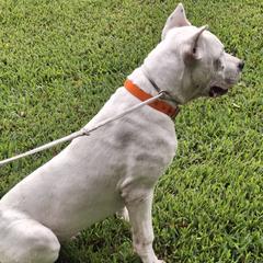 Dogo Argentino puppies from De La Citra Dogo Argentino