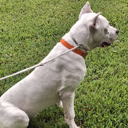 Dogo Argentino puppies from De La Citra Dogo Argentino